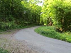 fin du chemin dans la forêt