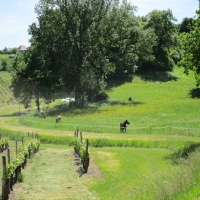 Les prés aux chevaux