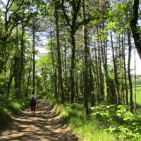 Repère 4 - le chemin dans les bois