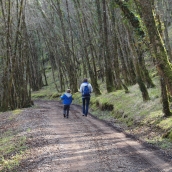 un joli chemin forestier
