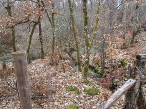 La tourbière du Laquin