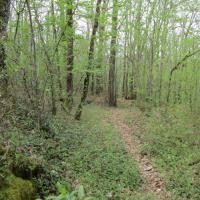 Au début le chemin est très étroit dans la forêt pendant 1 km