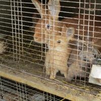 Les petits lapins