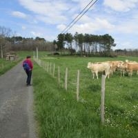 Les vaches nous accompagnent