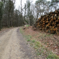 16 - Le chemin entre dans les bois