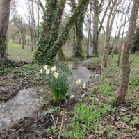 46 - Jonquilles