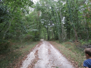 Les chemins dans la forêt de Saint Front