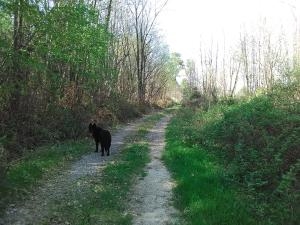 Le chien perdu