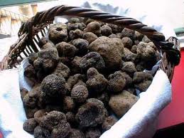 Truffe du périgord