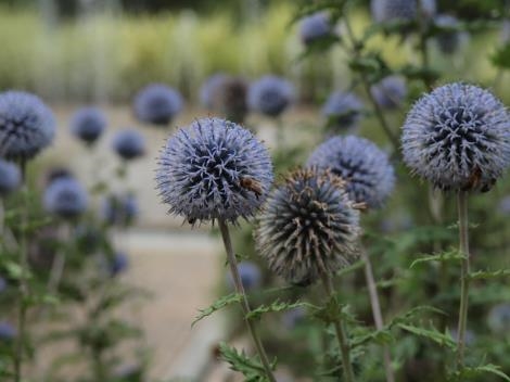 Les fleurs de l'Imaginaire