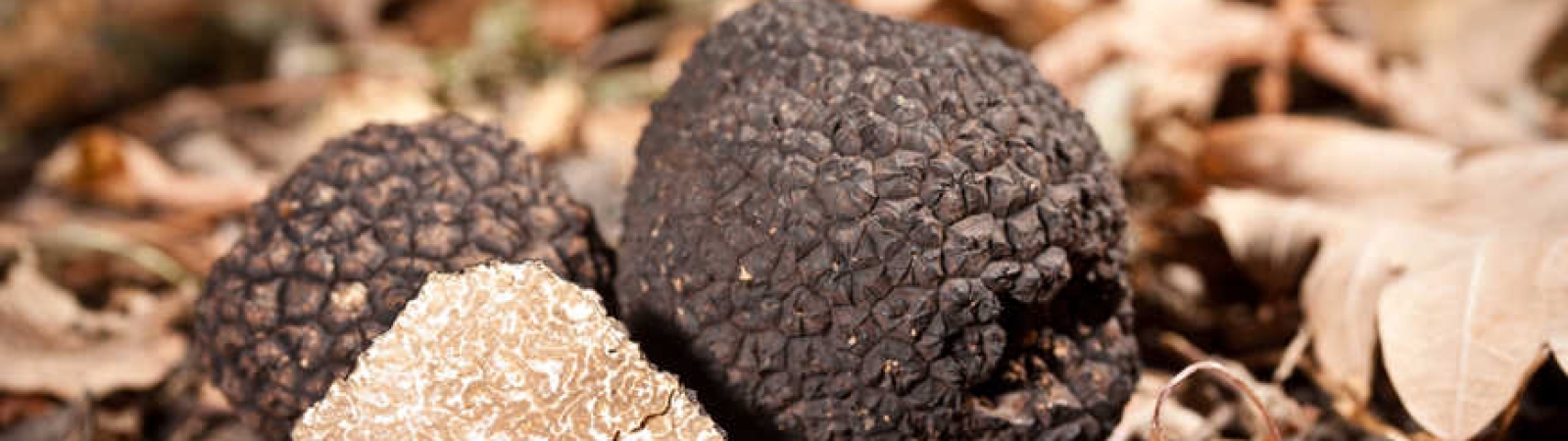 Truffes du Périgord