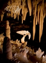 Visites contées à Lascaux 4