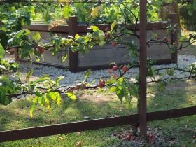 Le jardin médiéval, les pommes