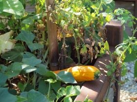 Le jardin médiéval