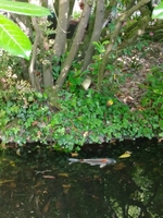 La Bambousaie - Photo 8