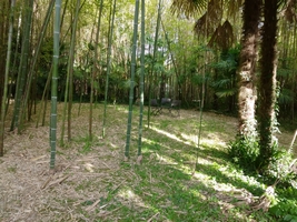 La Bambousaie - Photo 15