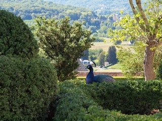jardins marqueyssac paon